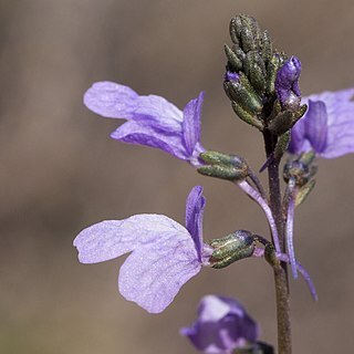 Nuttallanthus texanus unspecified picture