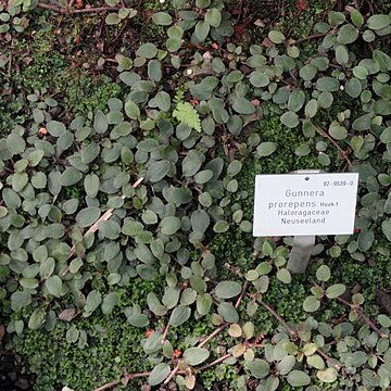 Gunnera prorepens unspecified picture