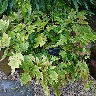 Selaginella victoriae unspecified picture