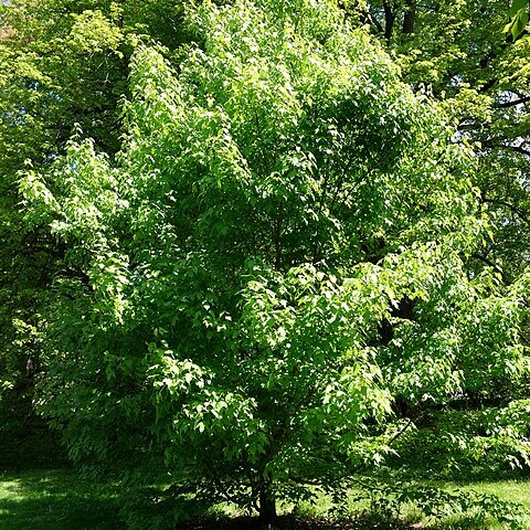 Acer sterculiaceum unspecified picture