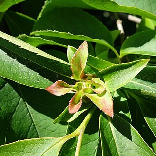 Stewartia rostrata unspecified picture