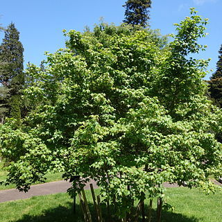 Acer wuyuanense unspecified picture