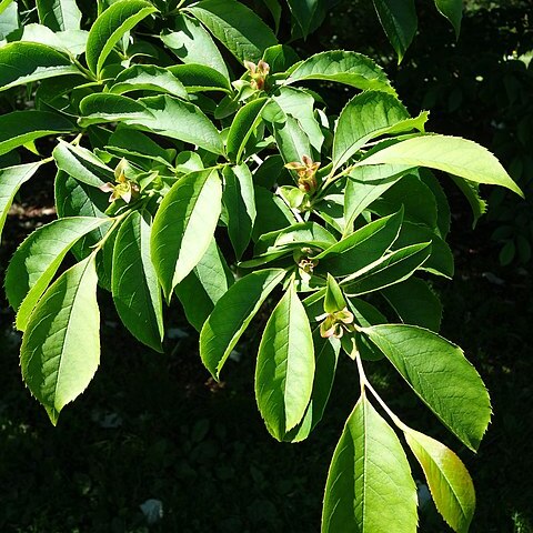 Stewartia rostrata unspecified picture