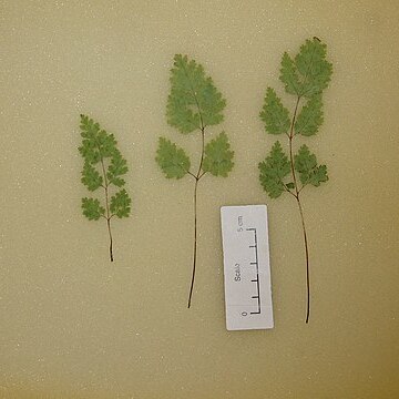 Pteris saxatilis unspecified picture