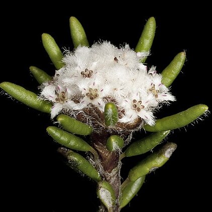 Stenanthemum humile unspecified picture