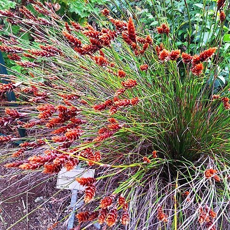 Staberoha banksii unspecified picture