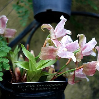 Lycaste brevispatha unspecified picture