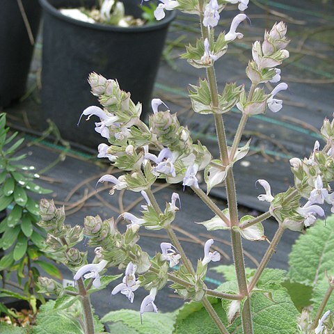 Salvia moorcroftiana unspecified picture