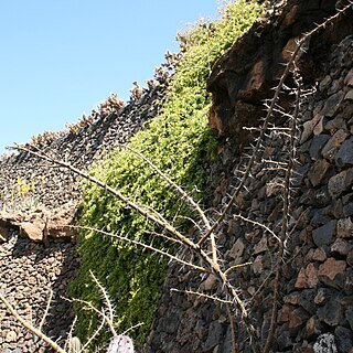 Pereskia sacharosa unspecified picture