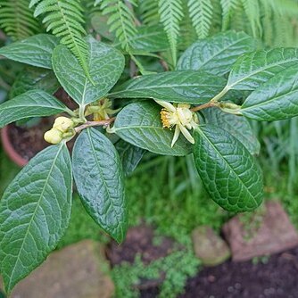 Camellia chrysanthoides unspecified picture