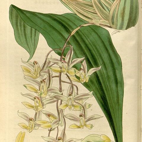 Cirrhaea fuscolutea unspecified picture