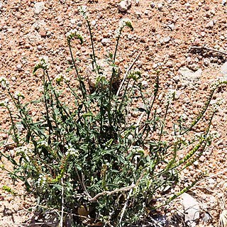 Heliotropium tubulosum unspecified picture