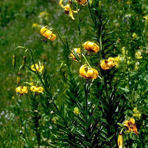 Lilium ponticum unspecified picture