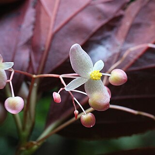 Begonia maynensis unspecified picture