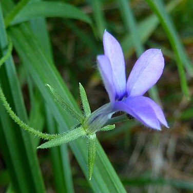 Monopsis stellarioides unspecified picture