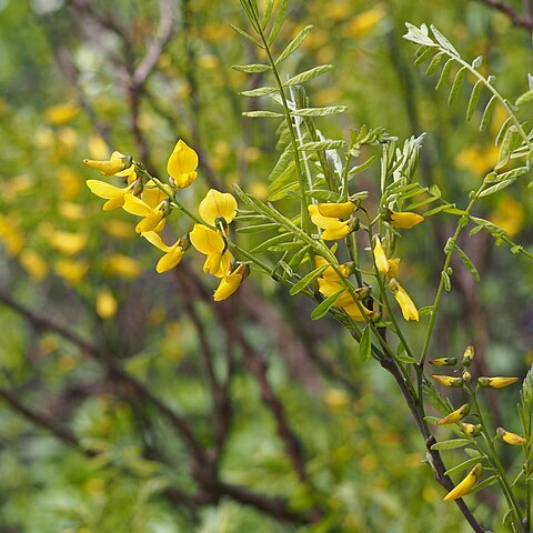 Sophora koreensis unspecified picture