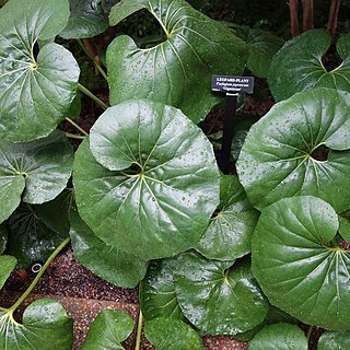 Farfugium japonicum var. giganteum unspecified picture