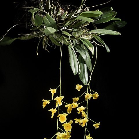 Dendrobium lindleyi unspecified picture