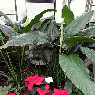 Spathiphyllum phryniifolium unspecified picture