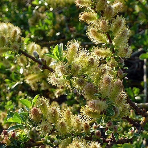 Salix apoda unspecified picture