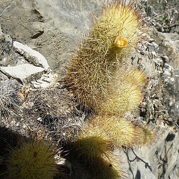 Mammillaria elongata subsp. echinaria unspecified picture