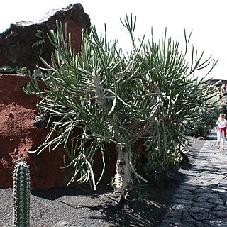 Euphorbia curvirama unspecified picture