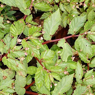 Begonia semiovata unspecified picture