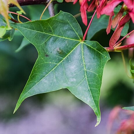 Acer cappadocicum subsp. sinicum unspecified picture