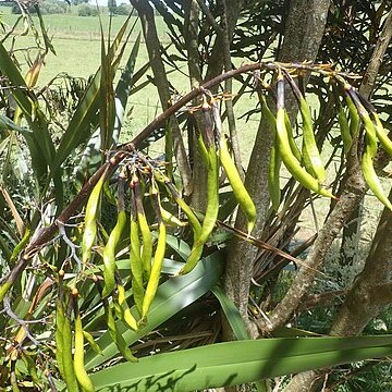 Phormium colensoi unspecified picture