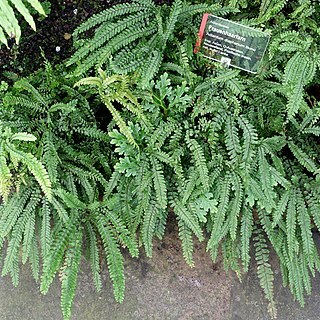 Adiantum diaphanum unspecified picture