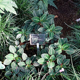 Impatiens morsei unspecified picture