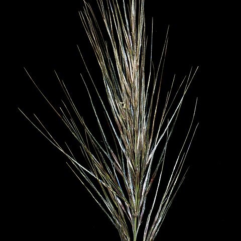 Austrostipa hemipogon unspecified picture