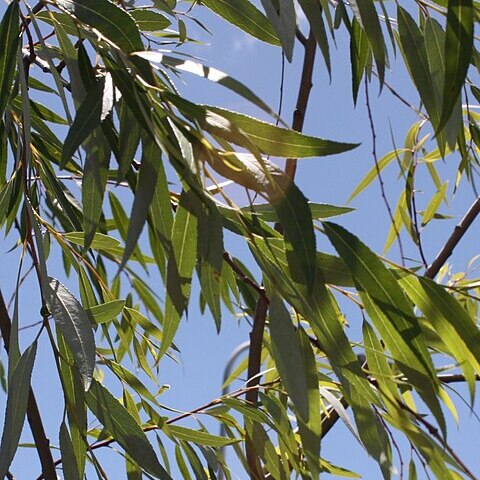 Salix mucronata unspecified picture