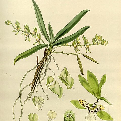 Sarcochilus australis unspecified picture