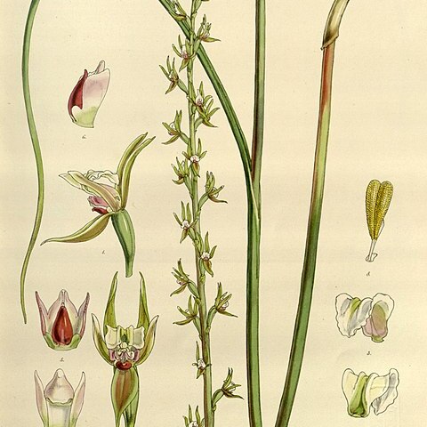 Prasophyllum patens unspecified picture