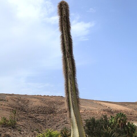 Lophocereus unspecified picture