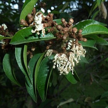 Trichocladus grandiflorus unspecified picture