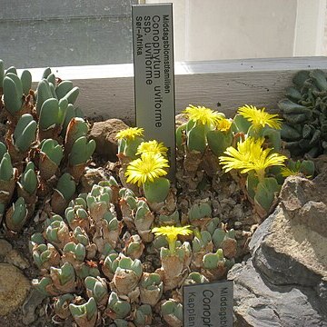 Conophytum uviforme unspecified picture