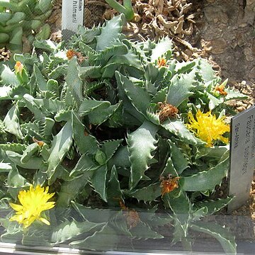 Faucaria subintegra unspecified picture