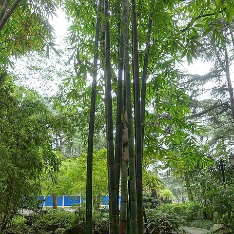 Gigantochloa levis unspecified picture