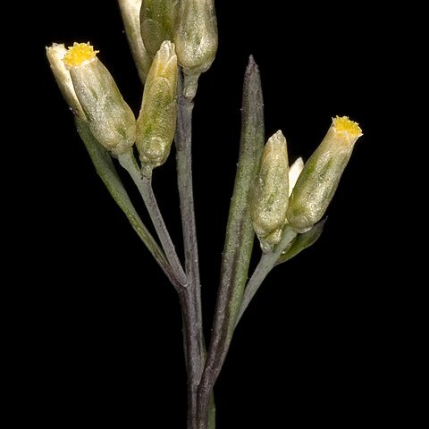 Rhodanthe laevis unspecified picture