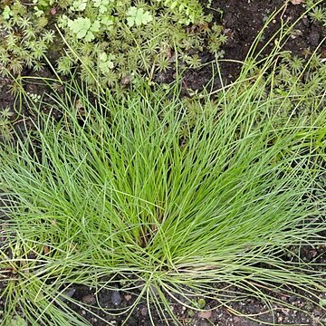 Isolepis cernua var. cernua unspecified picture