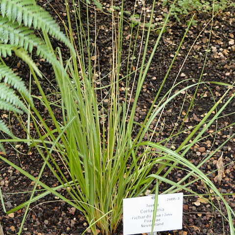 Cortaderia richardii unspecified picture