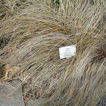 Carex dallii unspecified picture