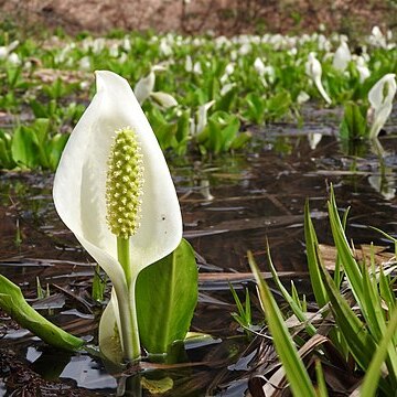 Lysichiton camtschatcensis unspecified picture