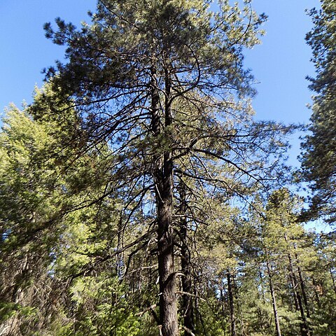 Pinus durangensis unspecified picture