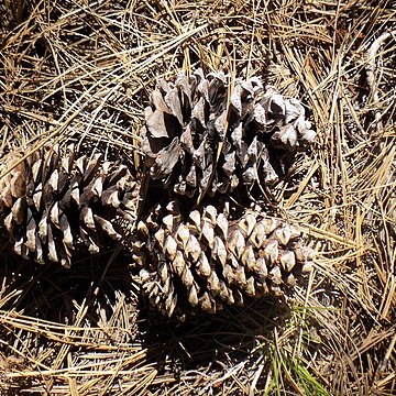 Pinus durangensis unspecified picture