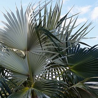 Coccothrinax litoralis unspecified picture