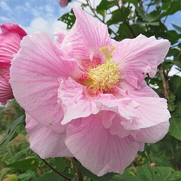 Hibiscus makinoi unspecified picture