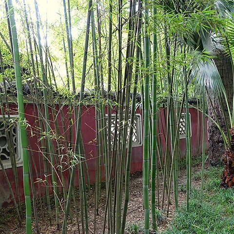 Phyllostachys meyeri unspecified picture